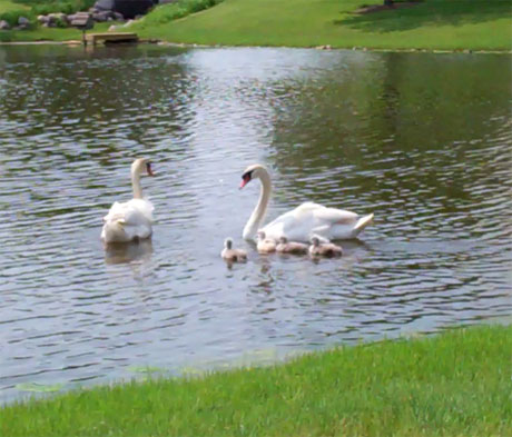 Babyswans 2_by _RLC