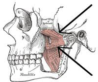 2012-03-06_Pterygoid