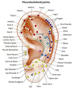 Chinese Auricular Ear Acupuncture Chart