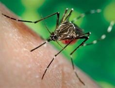 chikungunya virus mosquito