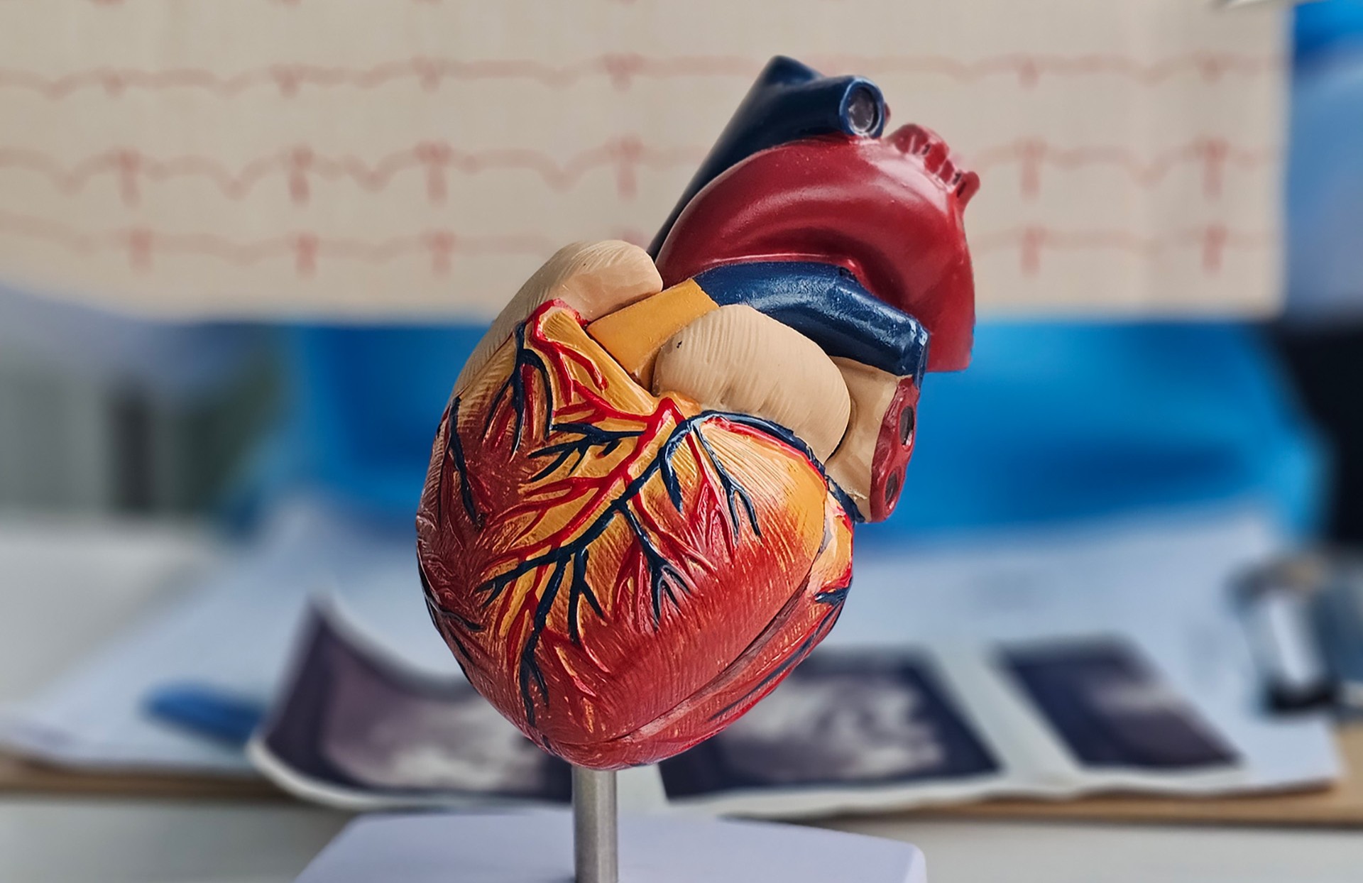 Anatomy lab model of a human heart