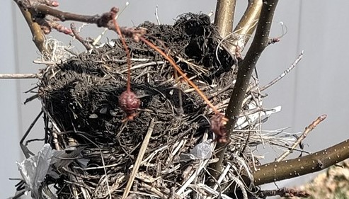 Birds Nest 2
