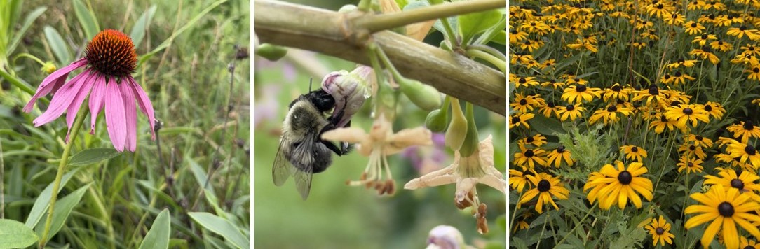 NUHS' Botanical Garden Images: cone flower, honey bee and black-eyed susans