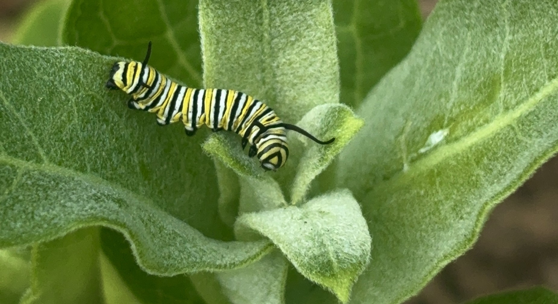 Monarch butterfly caterpillar among green leaves