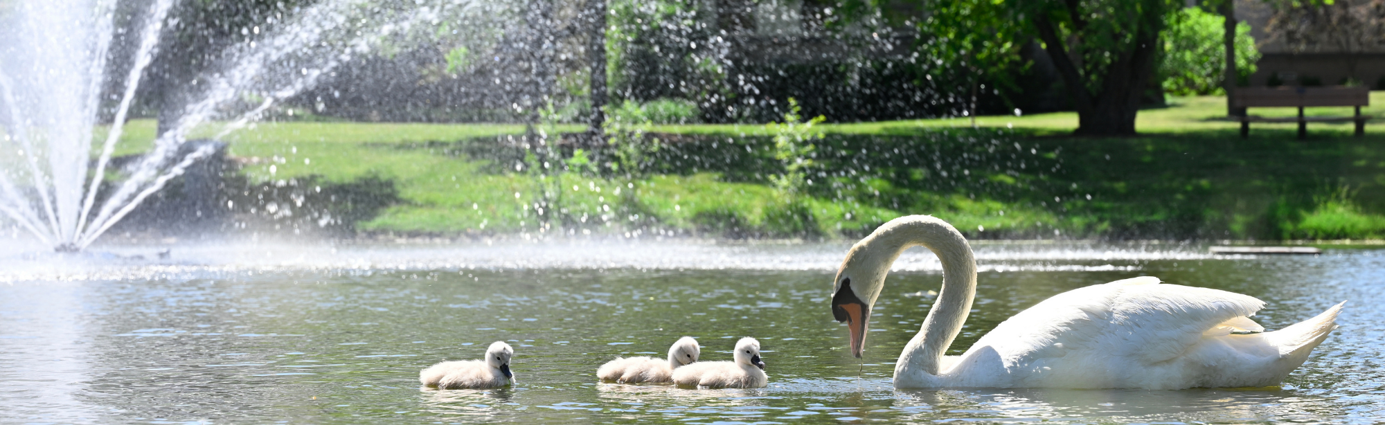 swan with cygnet babies