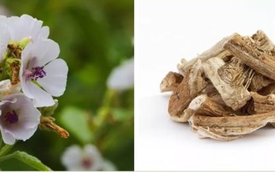 Botanical Medicine: Marshmallow