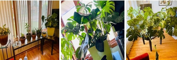 Moniques Plants