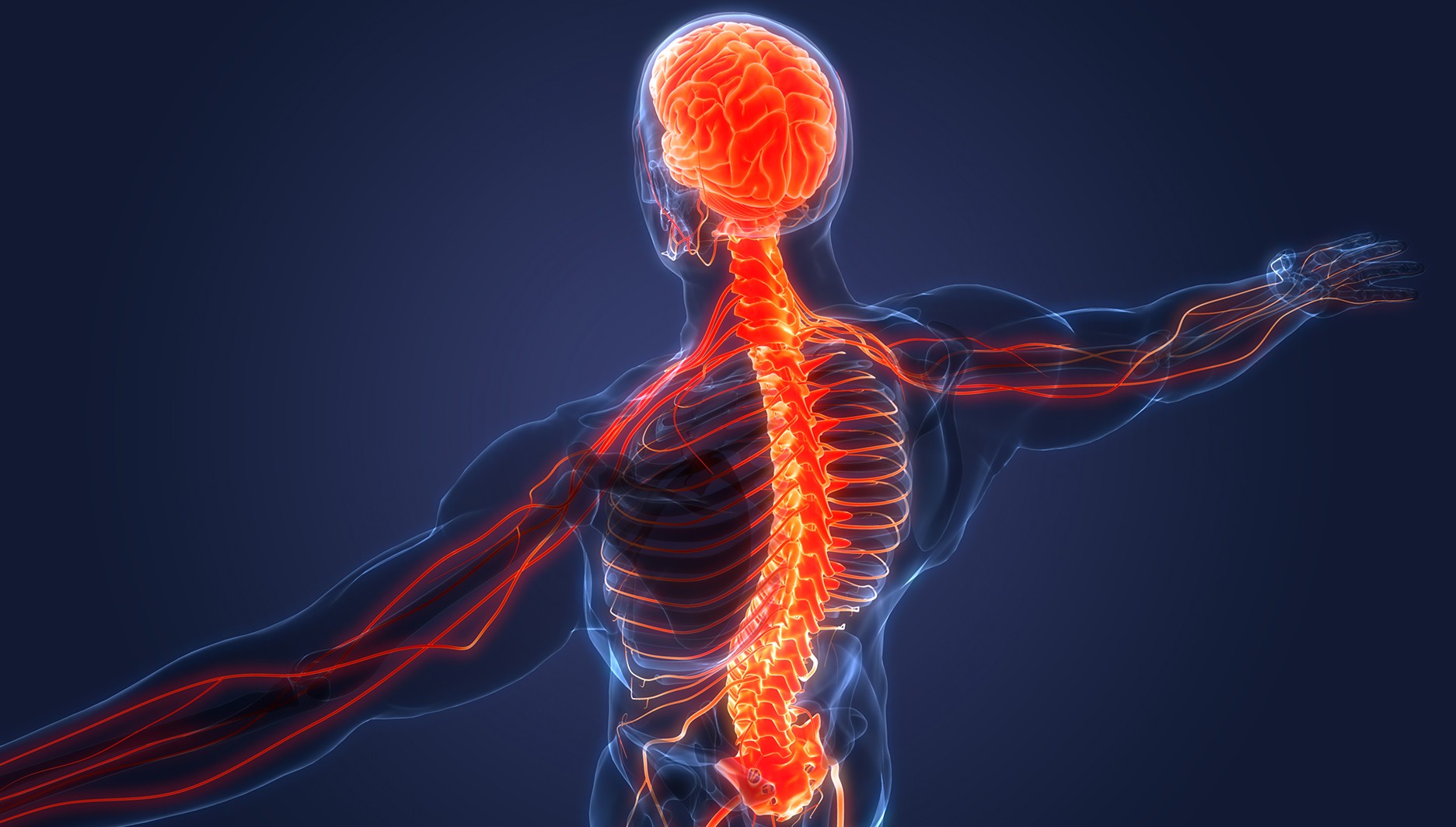 Neon skeletal image of human male showing brain and nerve pathways