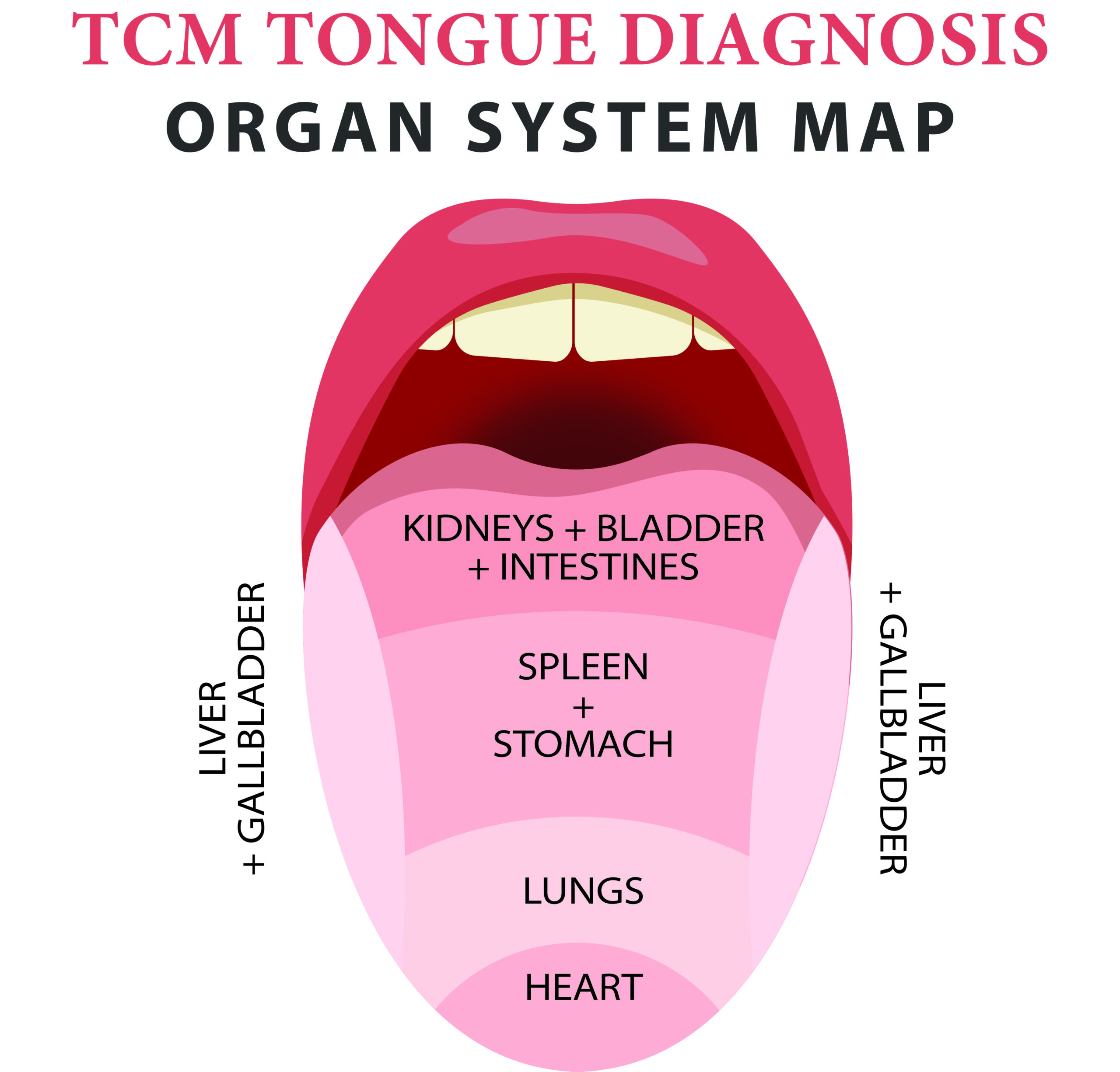 TCM Tongue Diagnosis Organ System Map