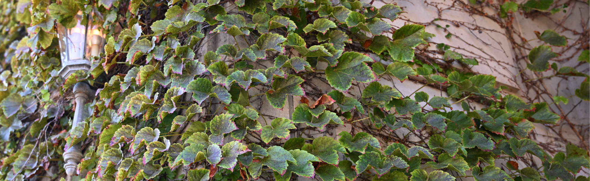 ivy on janse wall