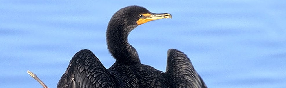 double-crested-cormorant V2