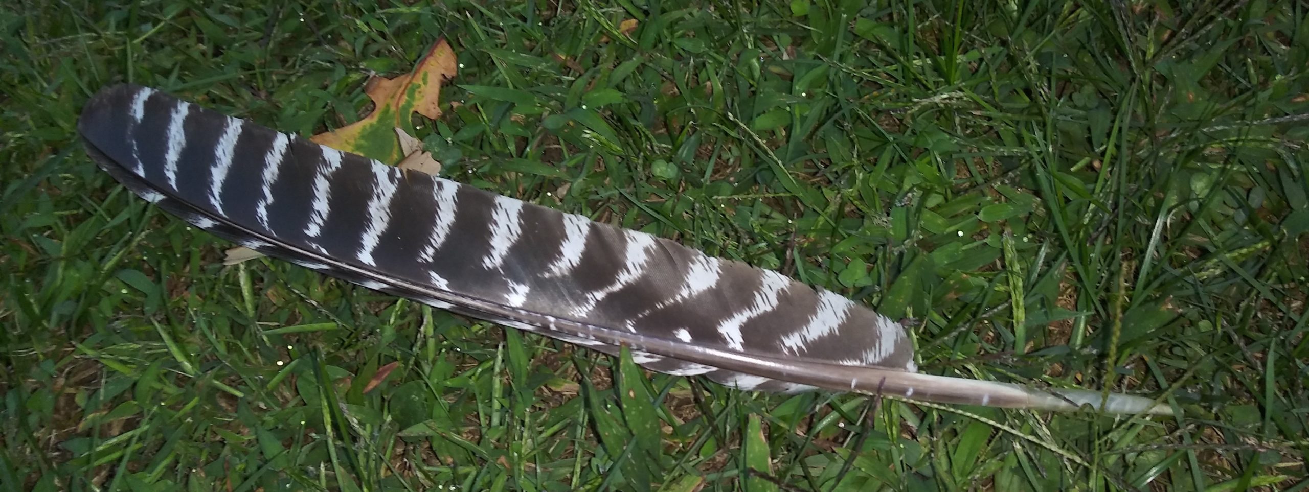 feather (1)