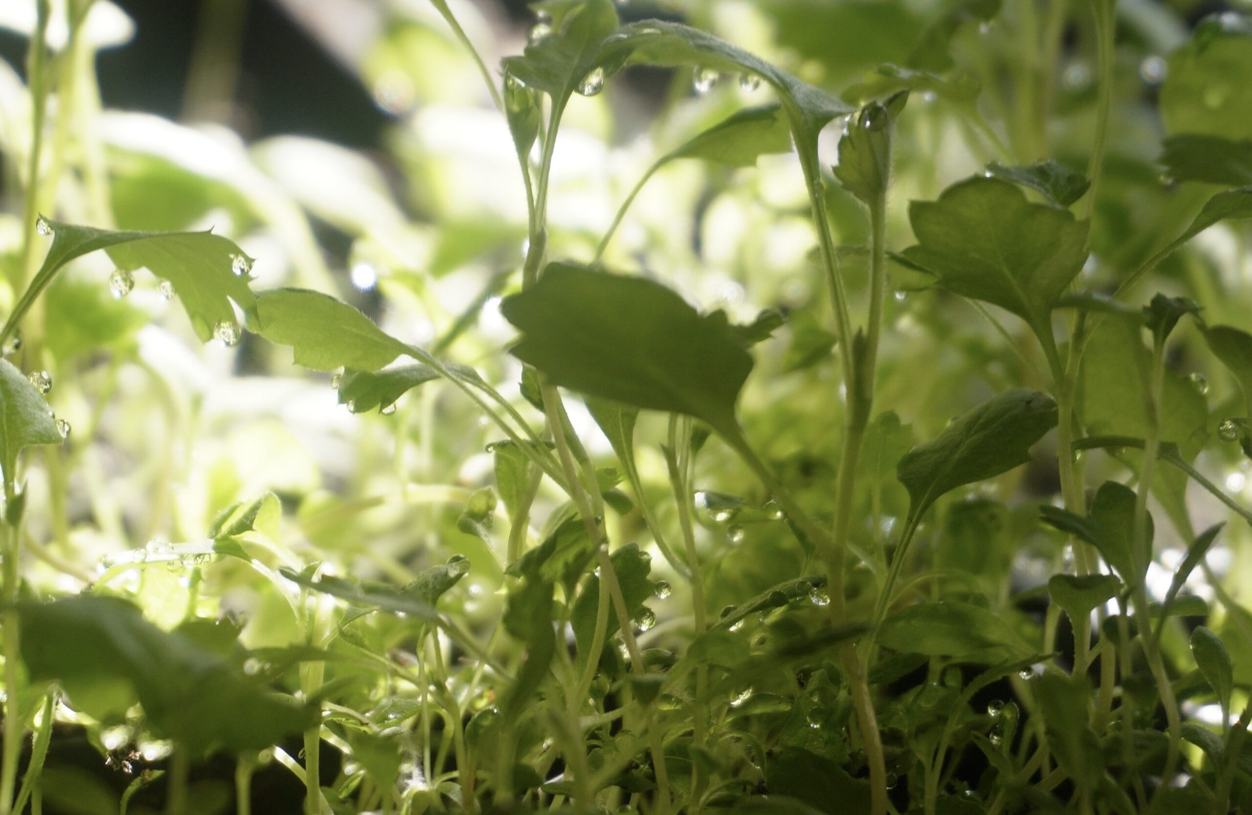Newly sprouted green seedlings