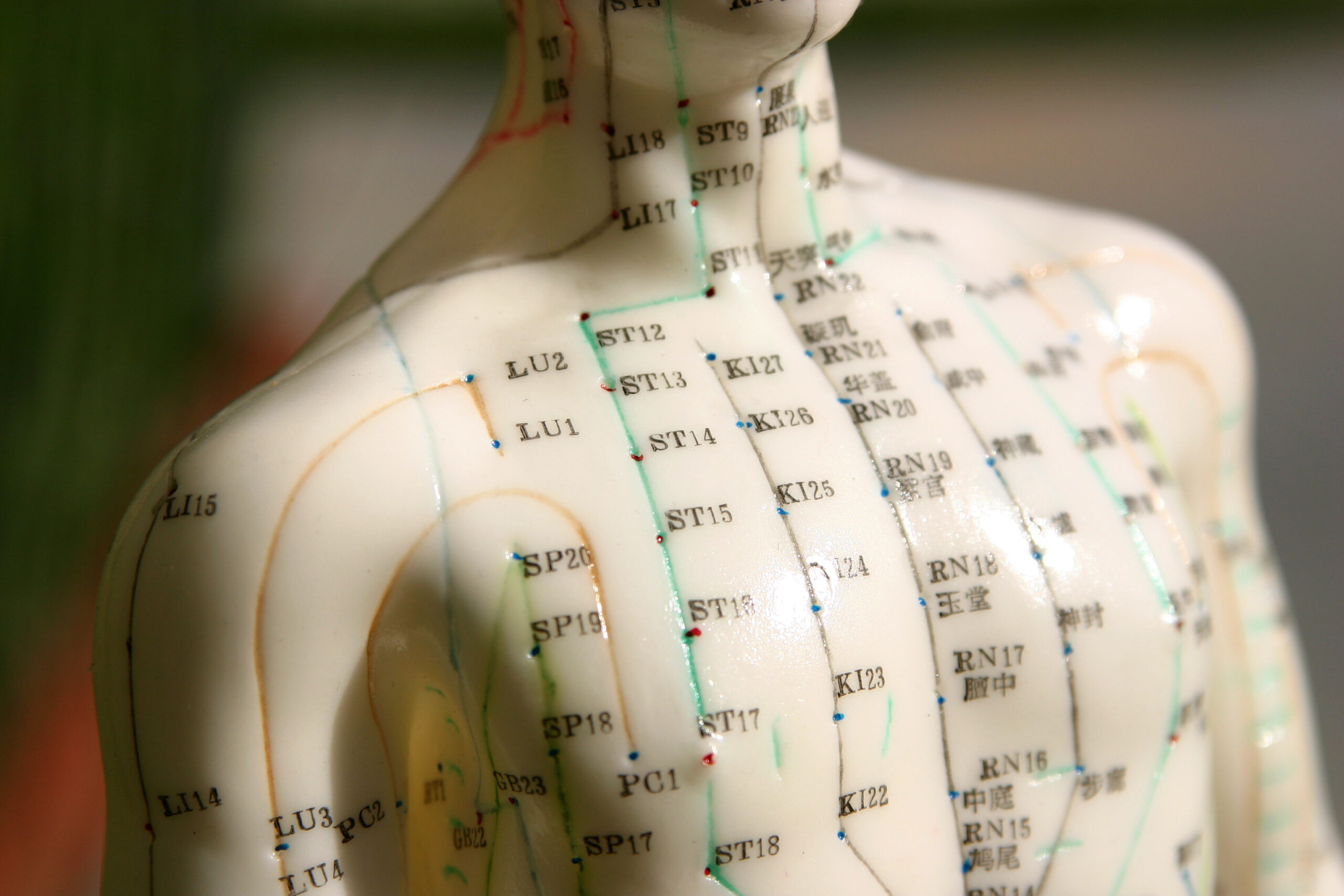Medical display model showing acupuncture meridians